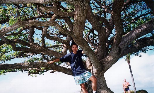 tree